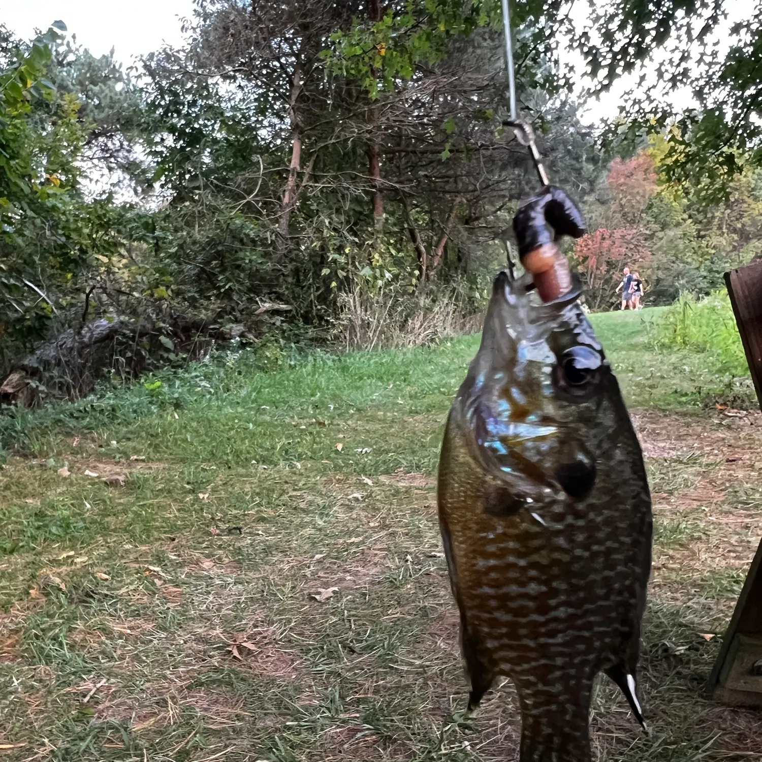 Greengill hybrid caught on Fishbrain