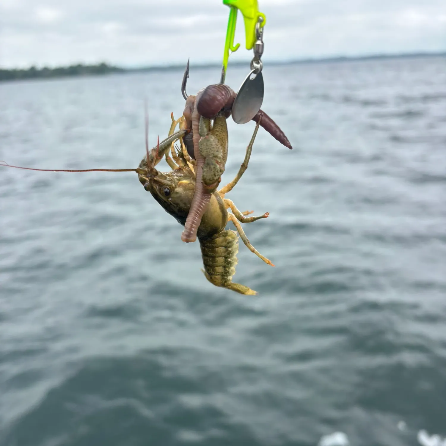 Fish caught on Fishbrain