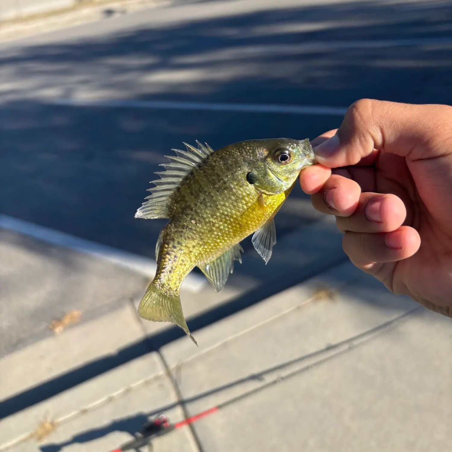 Bluegill caught on Fishbrain