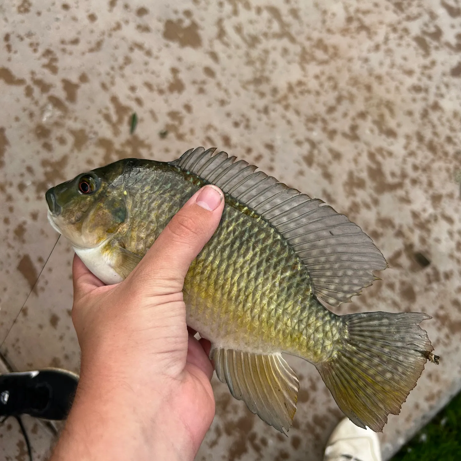 The most recent Redbelly tilapia catches on Fishbrain