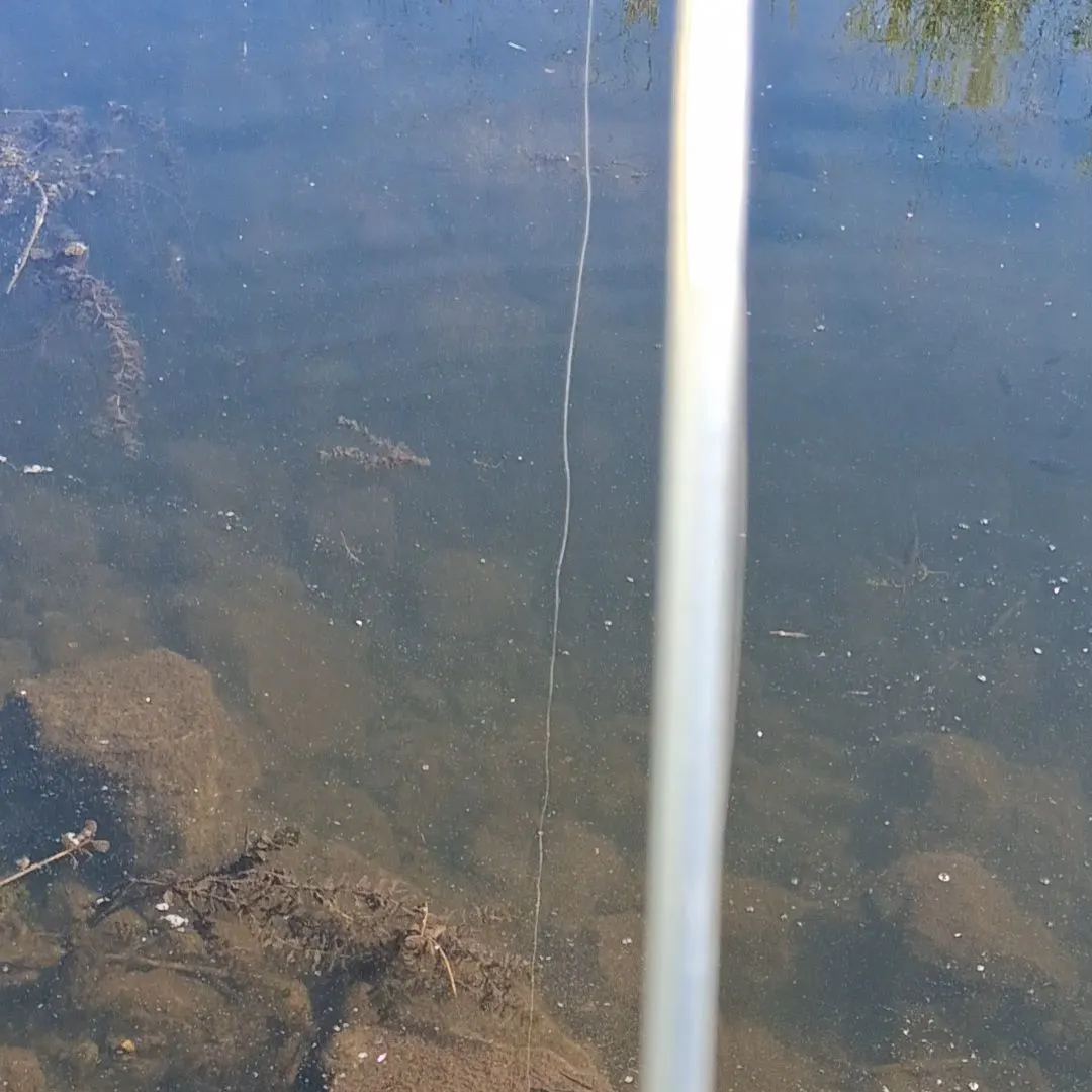 American bullfrog caught on Fishbrain