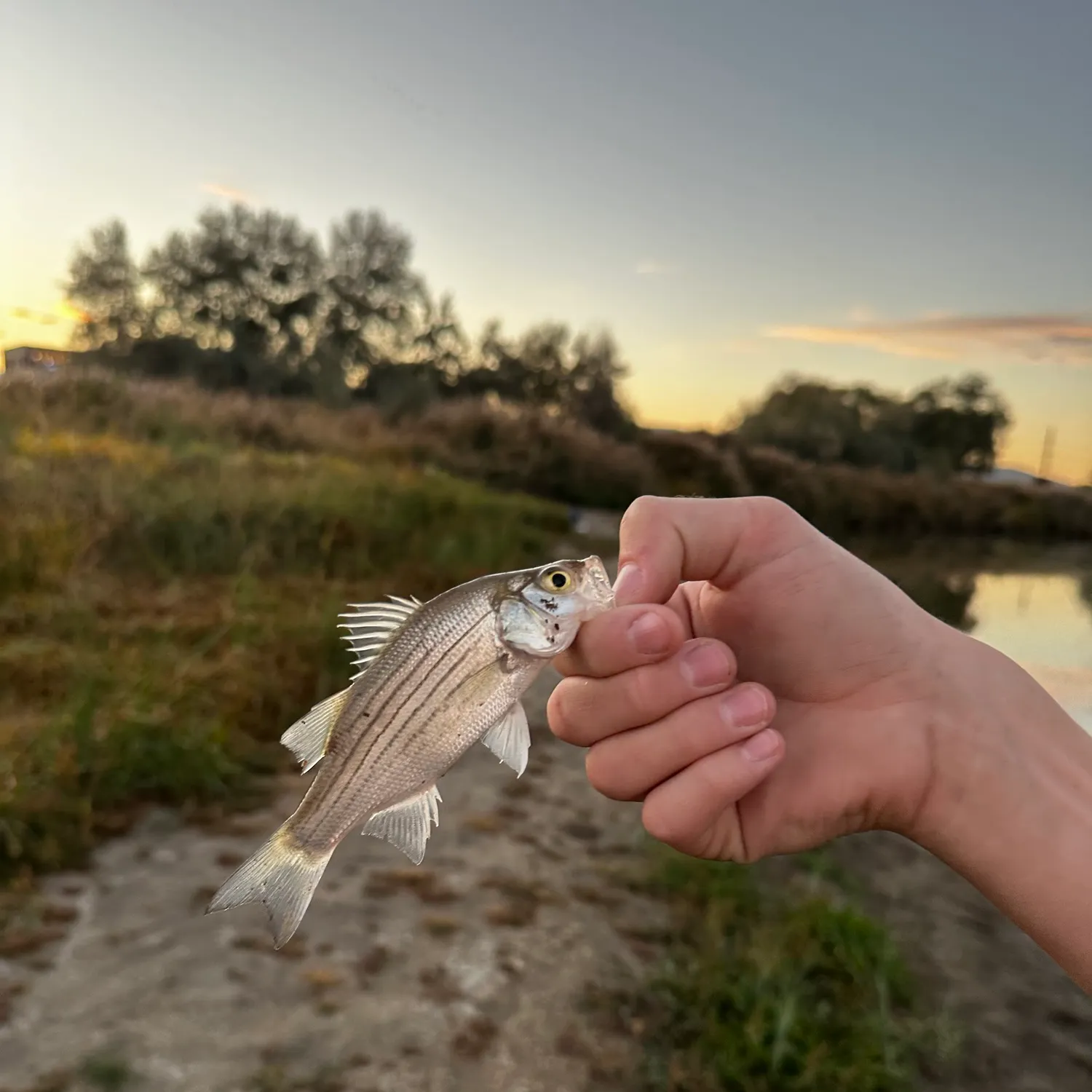 White bass caught on Fishbrain