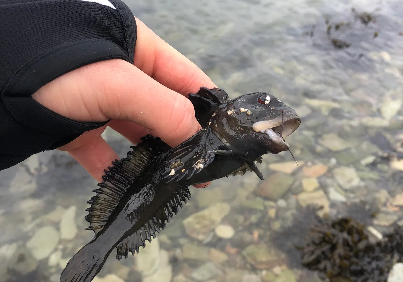 Tompot blenny