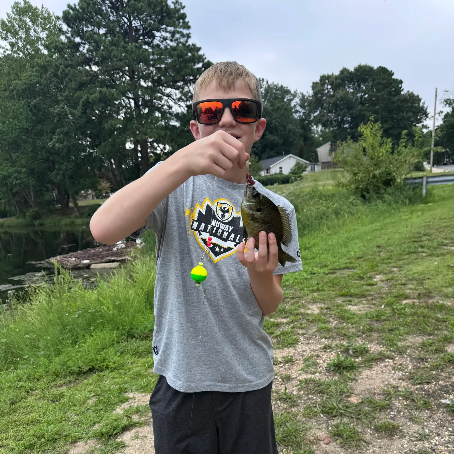 Yellow perch caught on Fishbrain