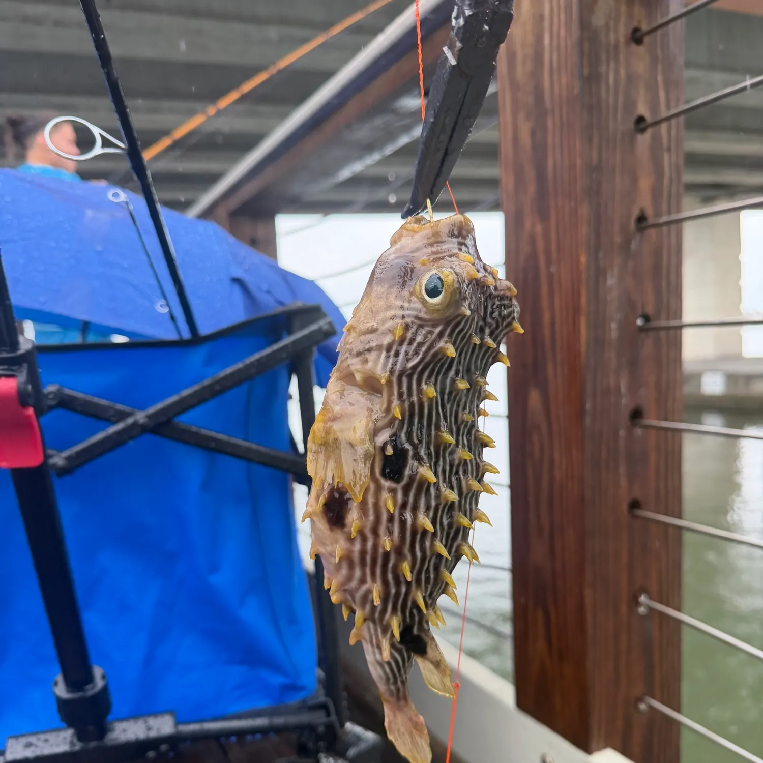 The most recent Striped burrfish catches on Fishbrain