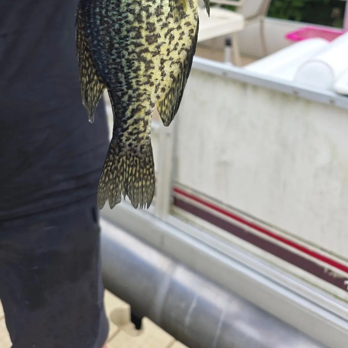 Black crappie caught on Fishbrain