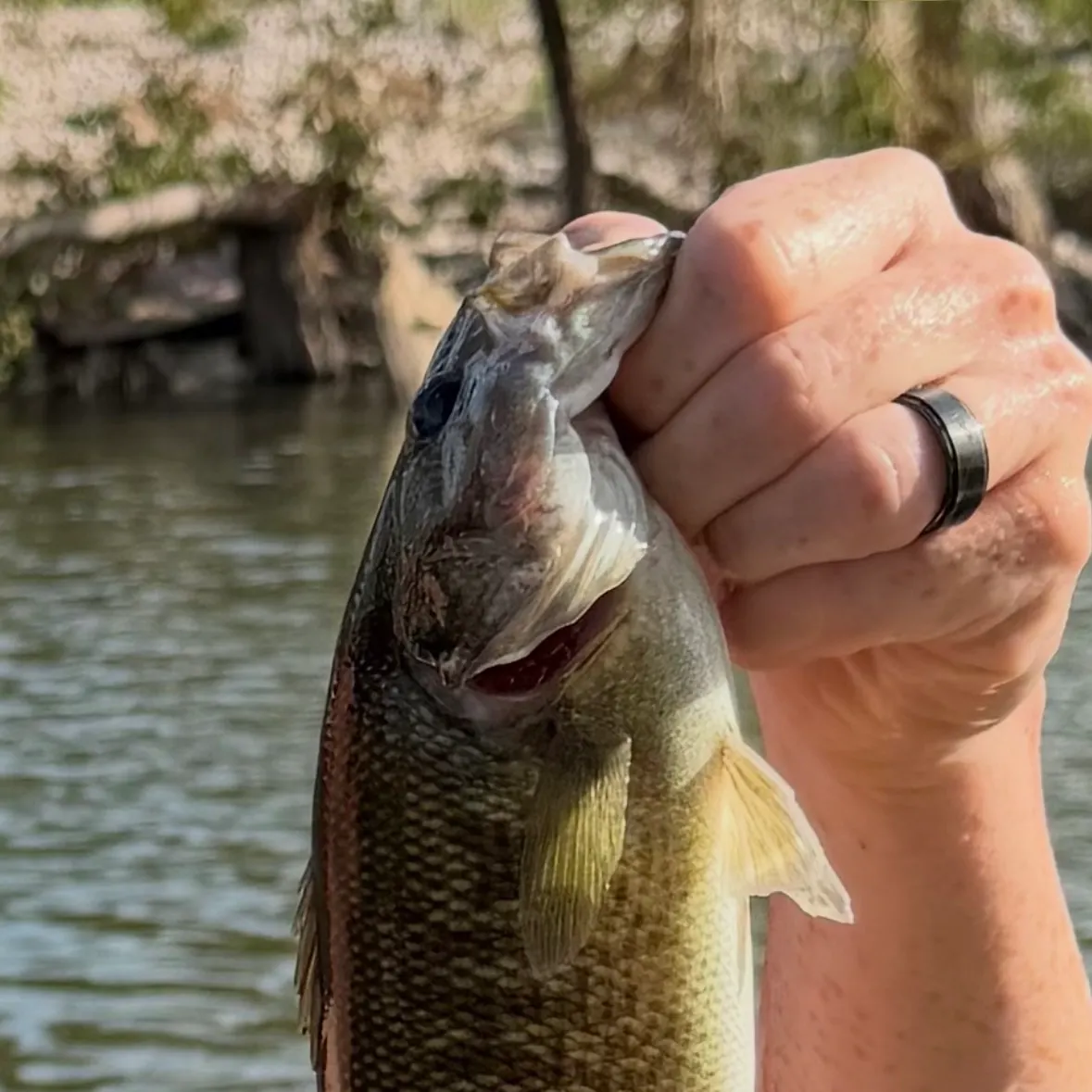 The most recent Guadalupe bass catches on Fishbrain