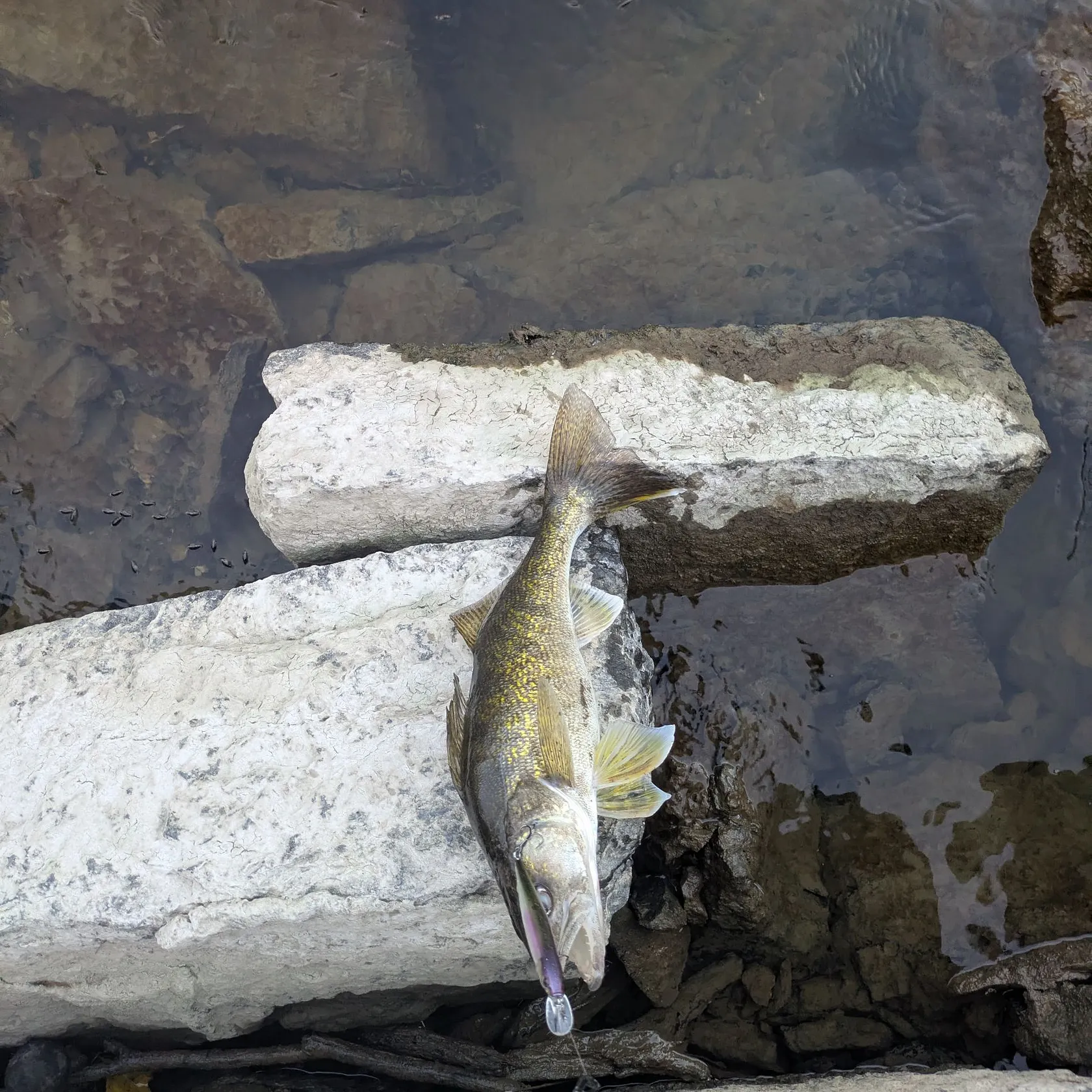 Walleye caught on Fishbrain