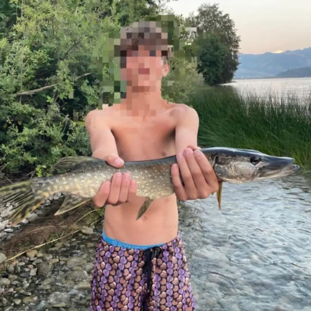 Northern pike caught on Fishbrain