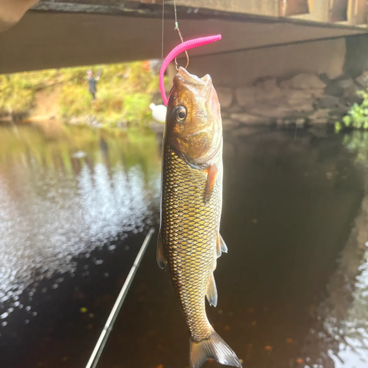 Fallfish caught on Fishbrain