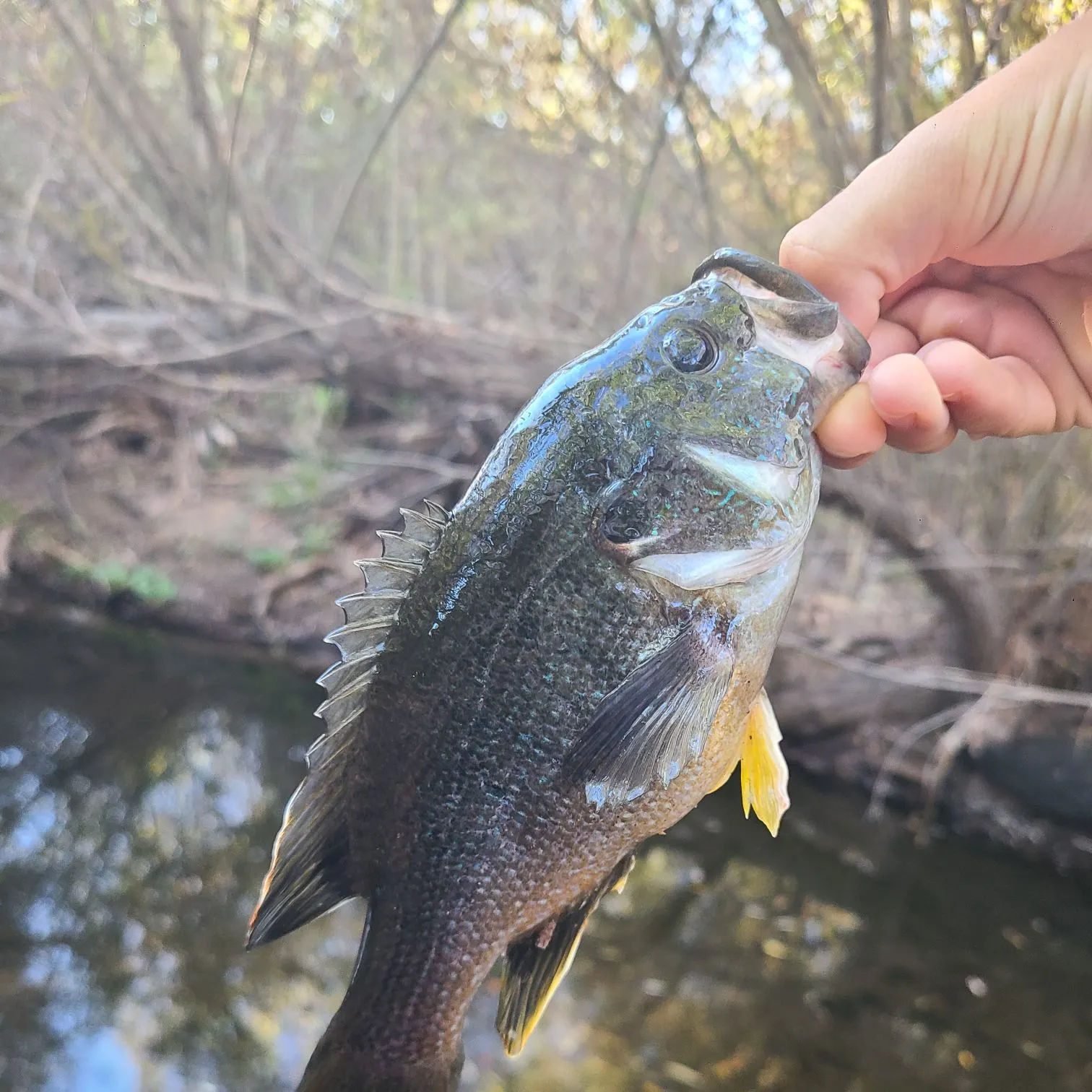 Green sunfish caught on Fishbrain