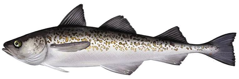 Alaska pollock