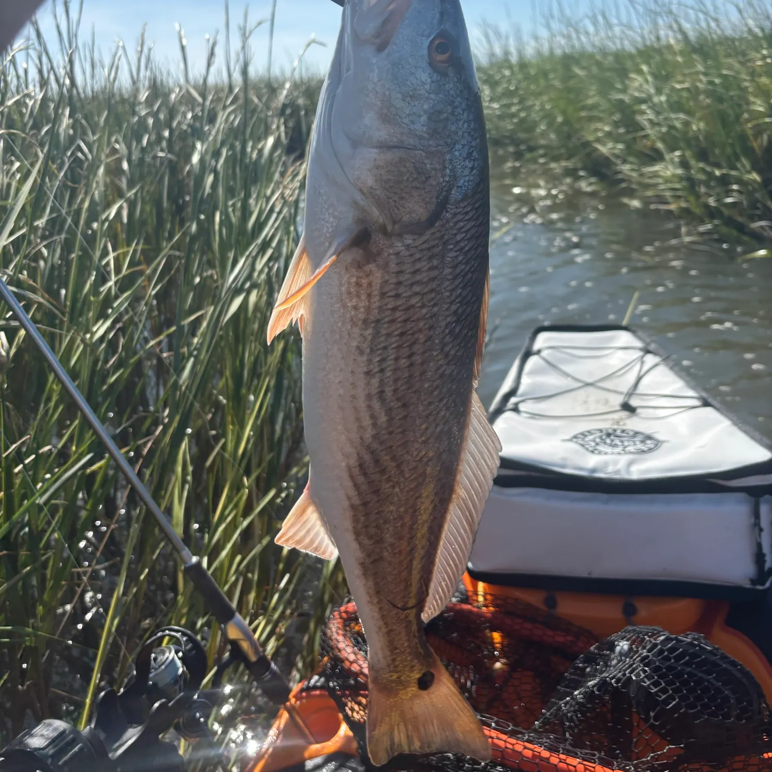 Red drum caught on Fishbrain