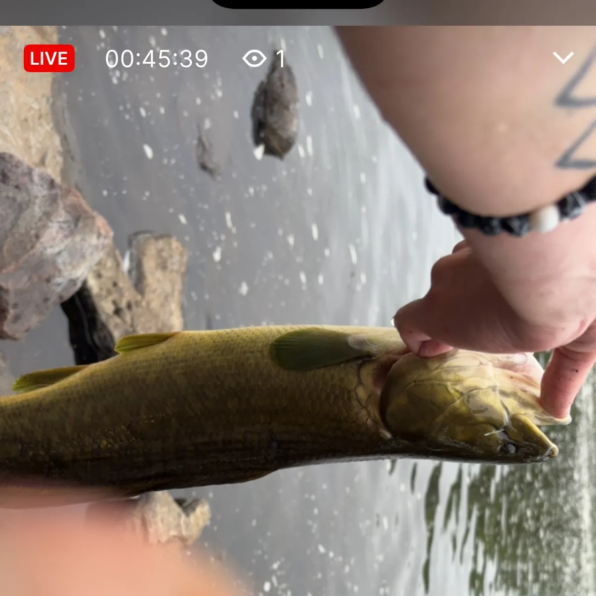 The most recent Eyetail bowfin catches on Fishbrain