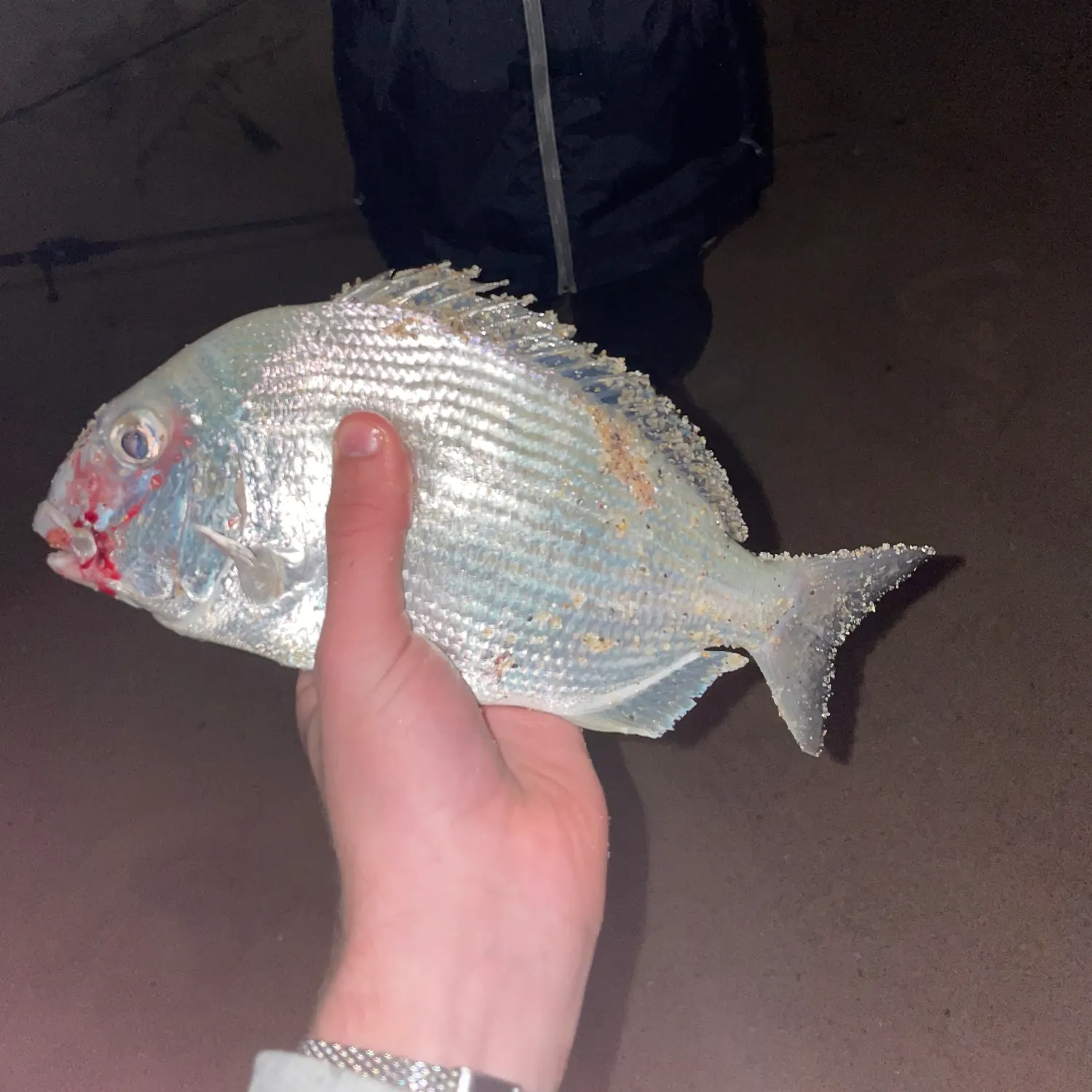 The most recent Goldlined seabream catches on Fishbrain