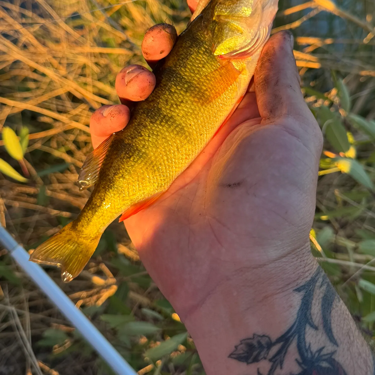Yellow perch caught on Fishbrain