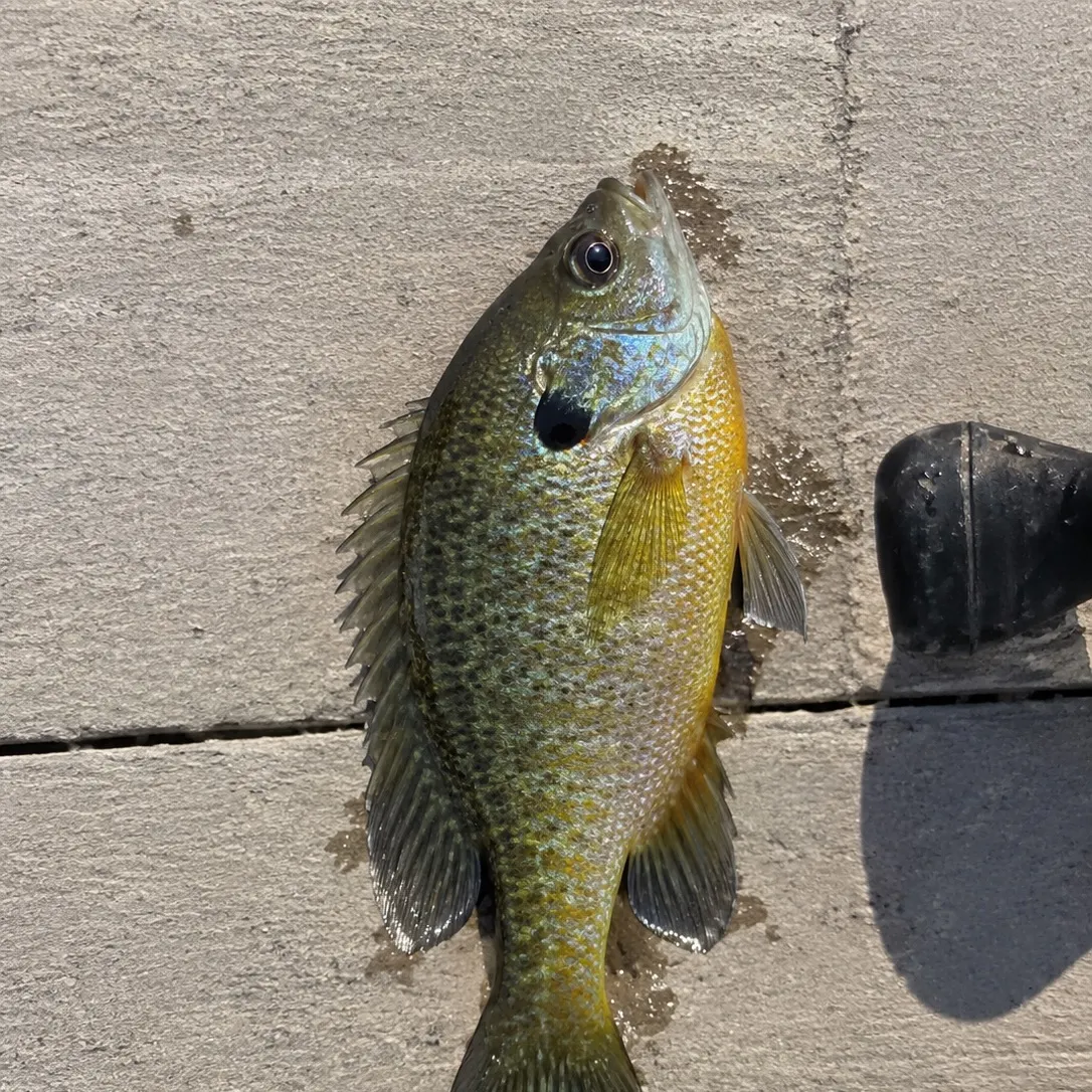 Rainbow trout caught on Fishbrain