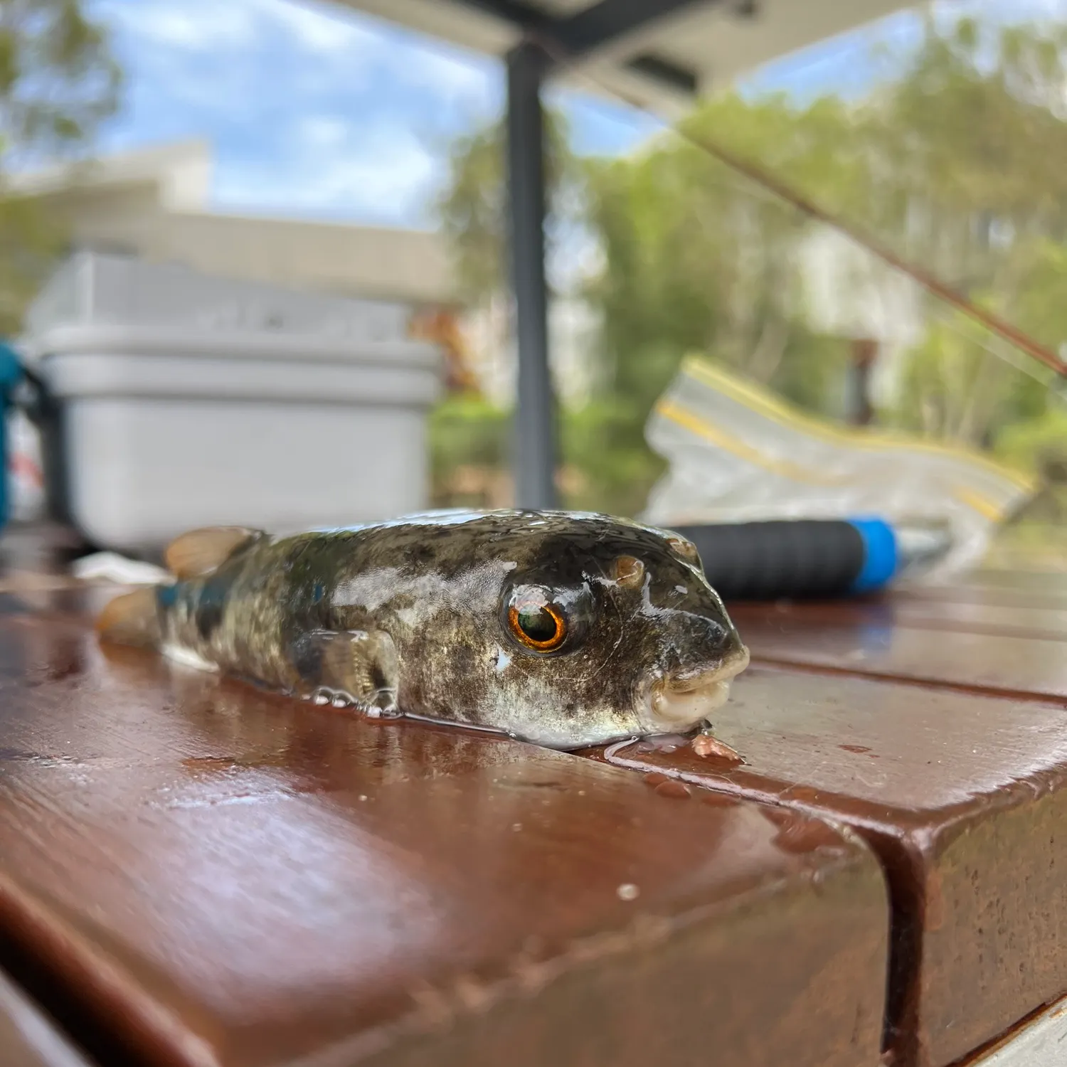 The most recent Smooth toadfish catches on Fishbrain