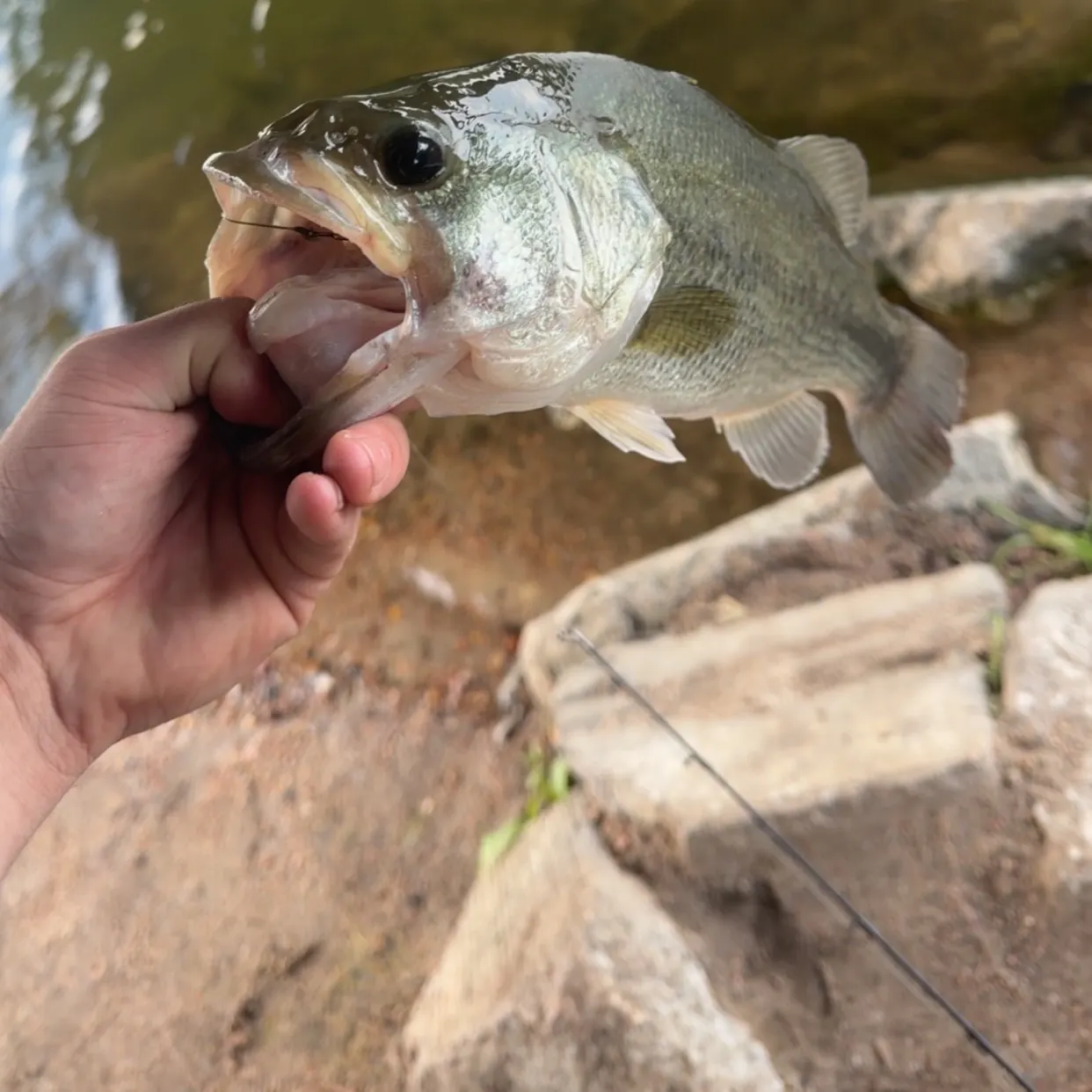 Largemouth bass caught on Fishbrain