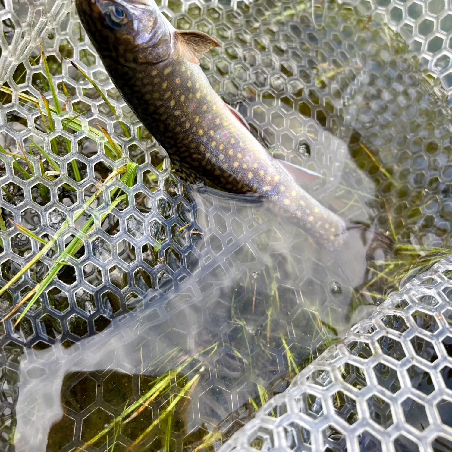 Brook trout caught on Fishbrain
