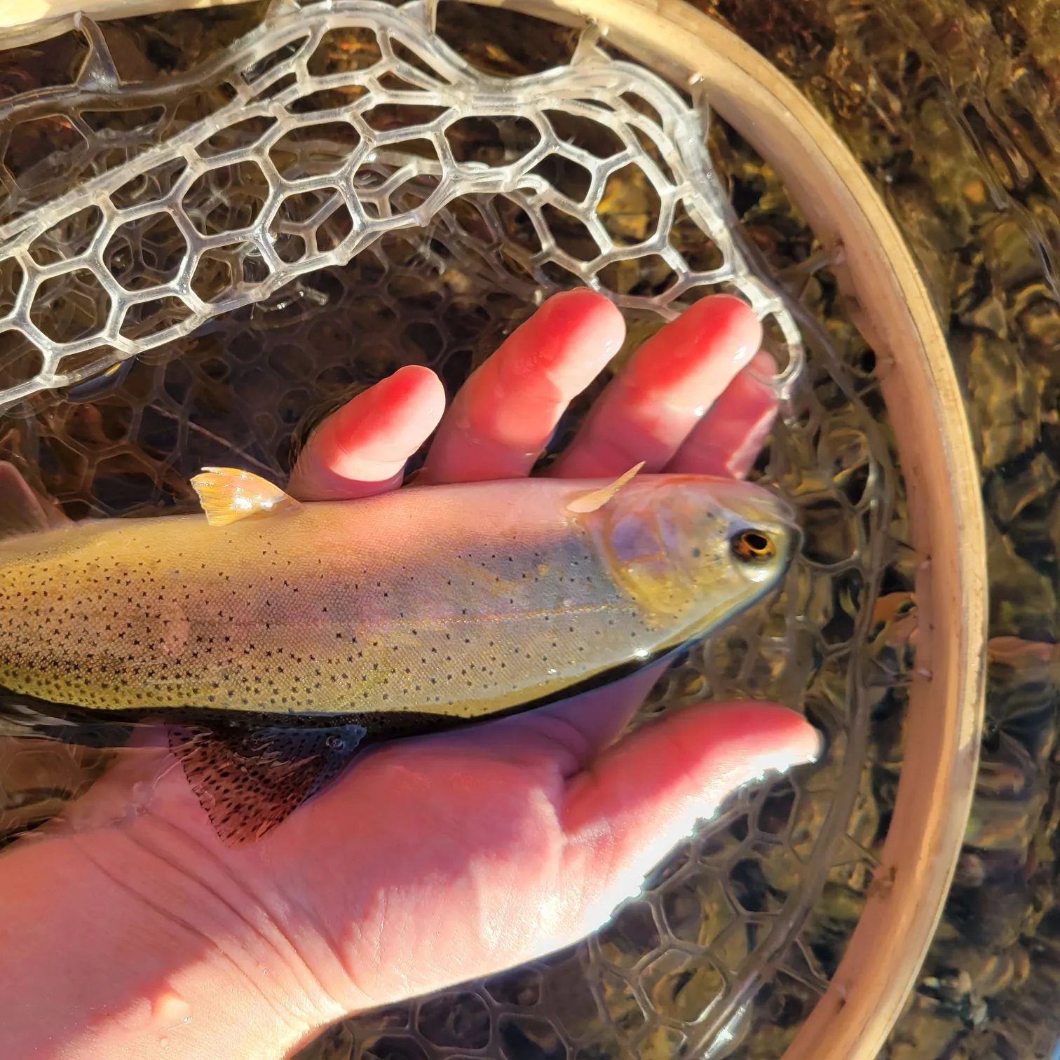 Snake River fine-spotted cutthroat trout caught on Fishbrain