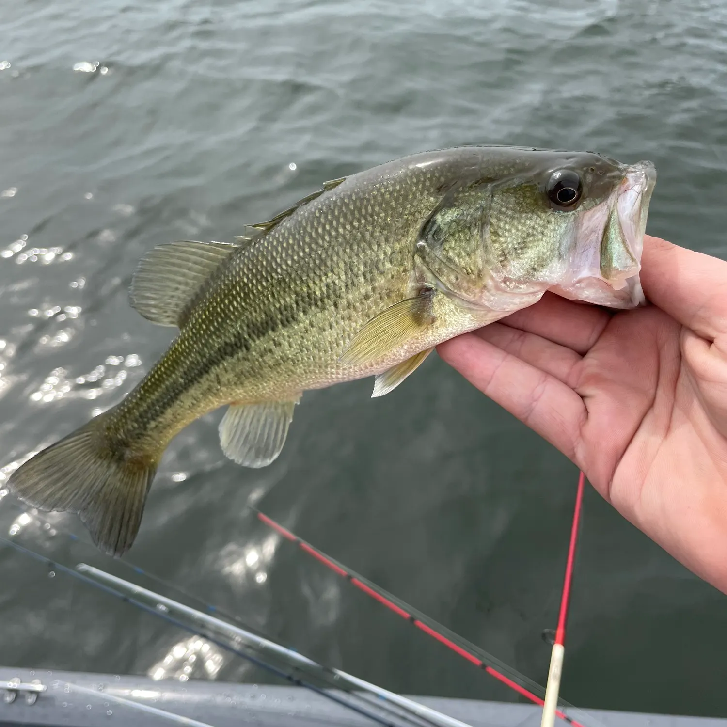angler catch