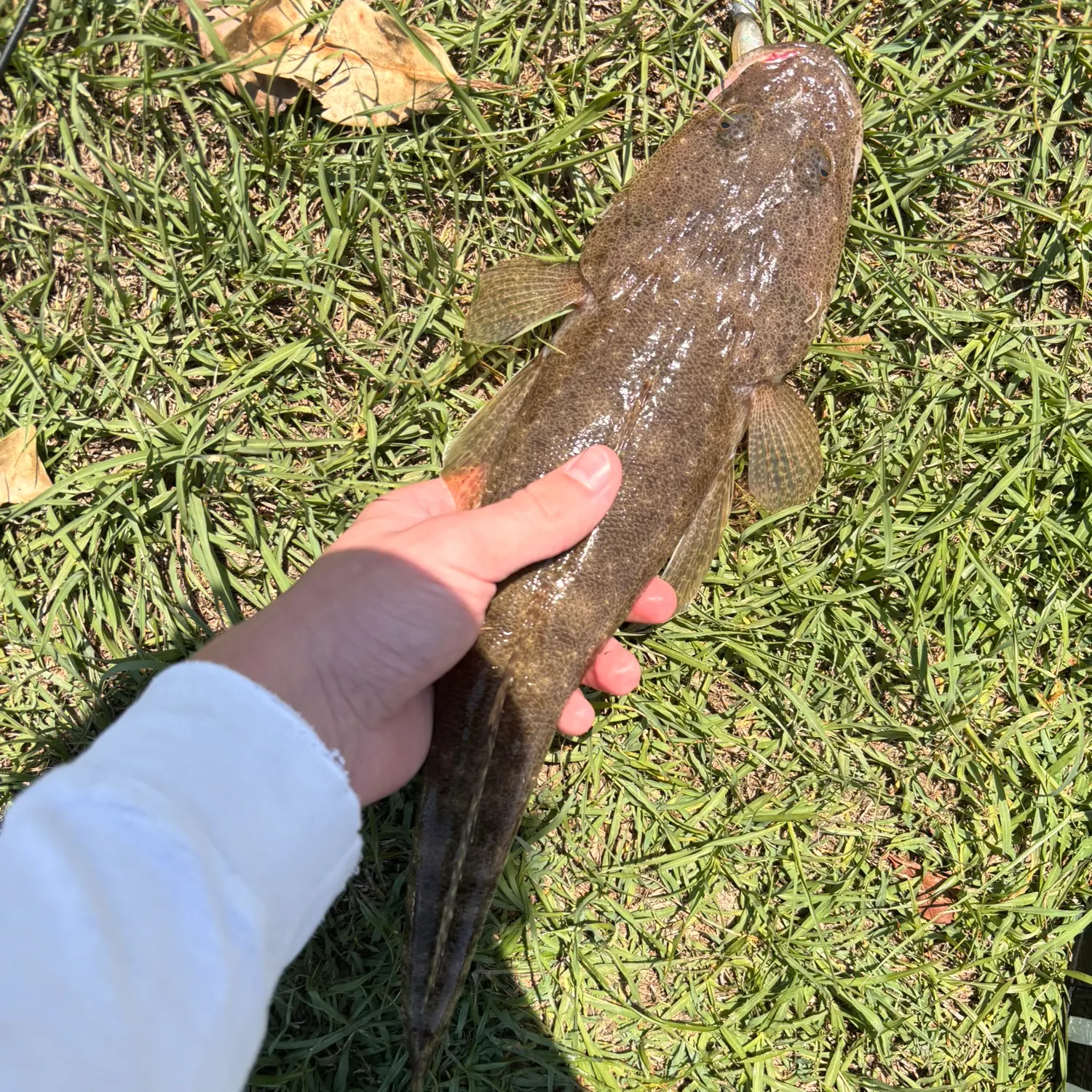 The most recent Dusky flathead catches on Fishbrain