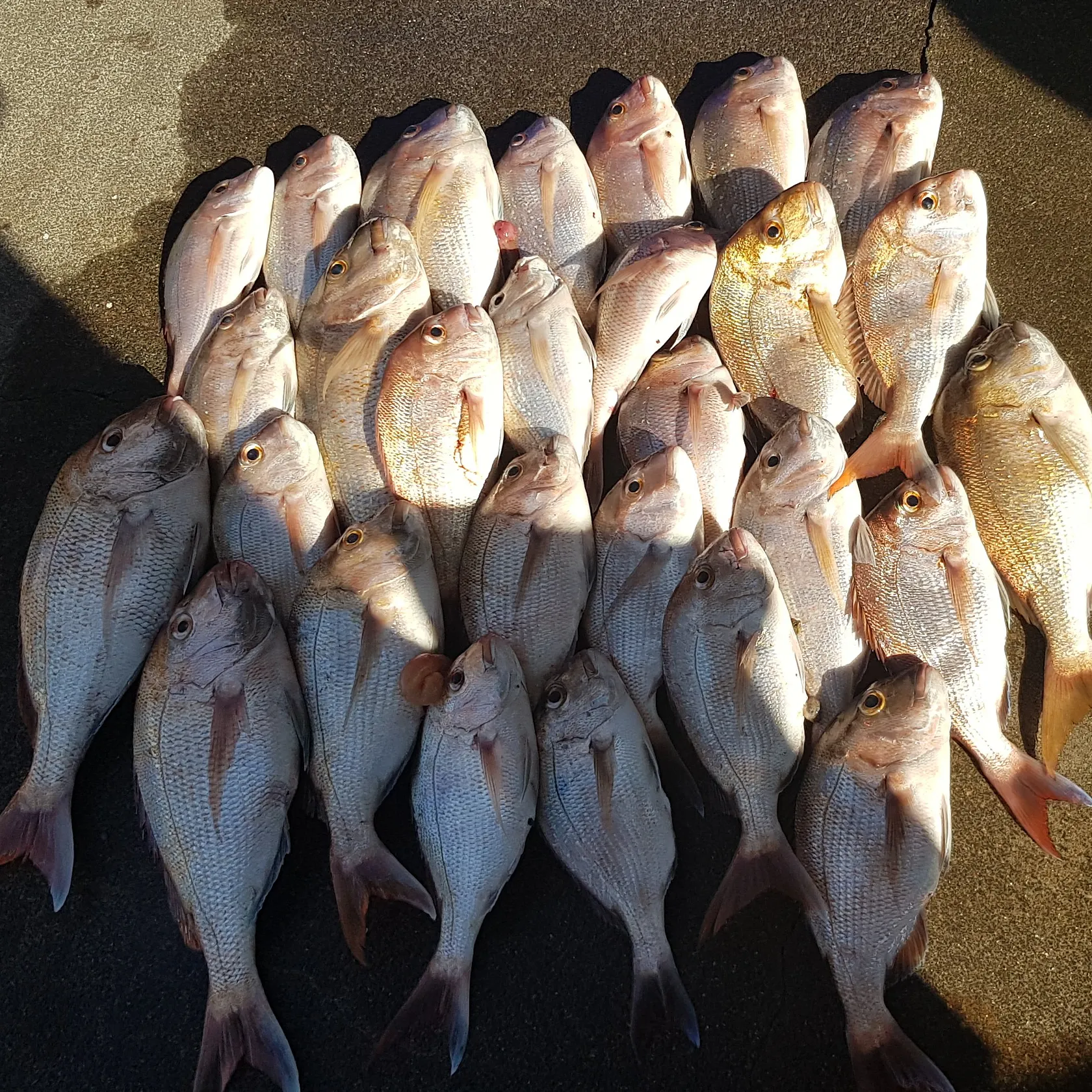 recently logged catches