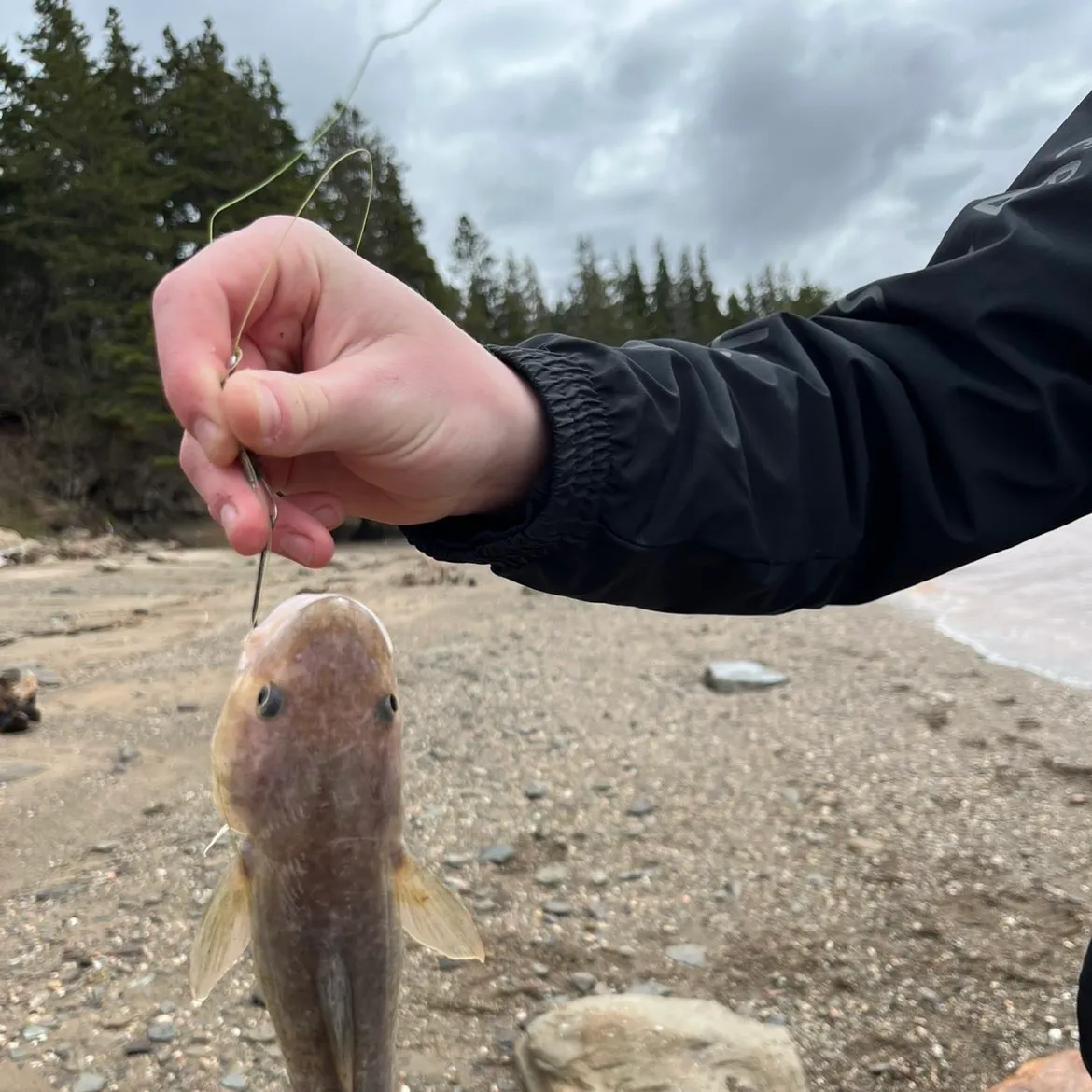 The most recent Atlantic tomcod catches on Fishbrain