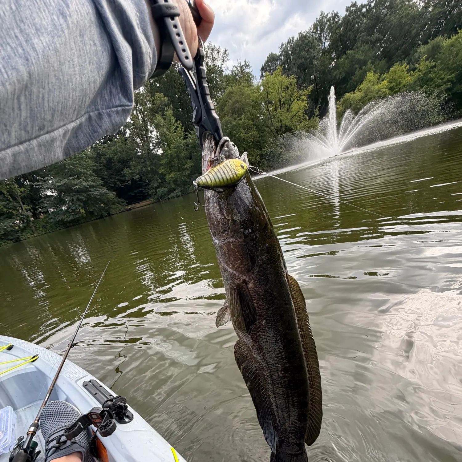 Northern snakehead caught on Fishbrain