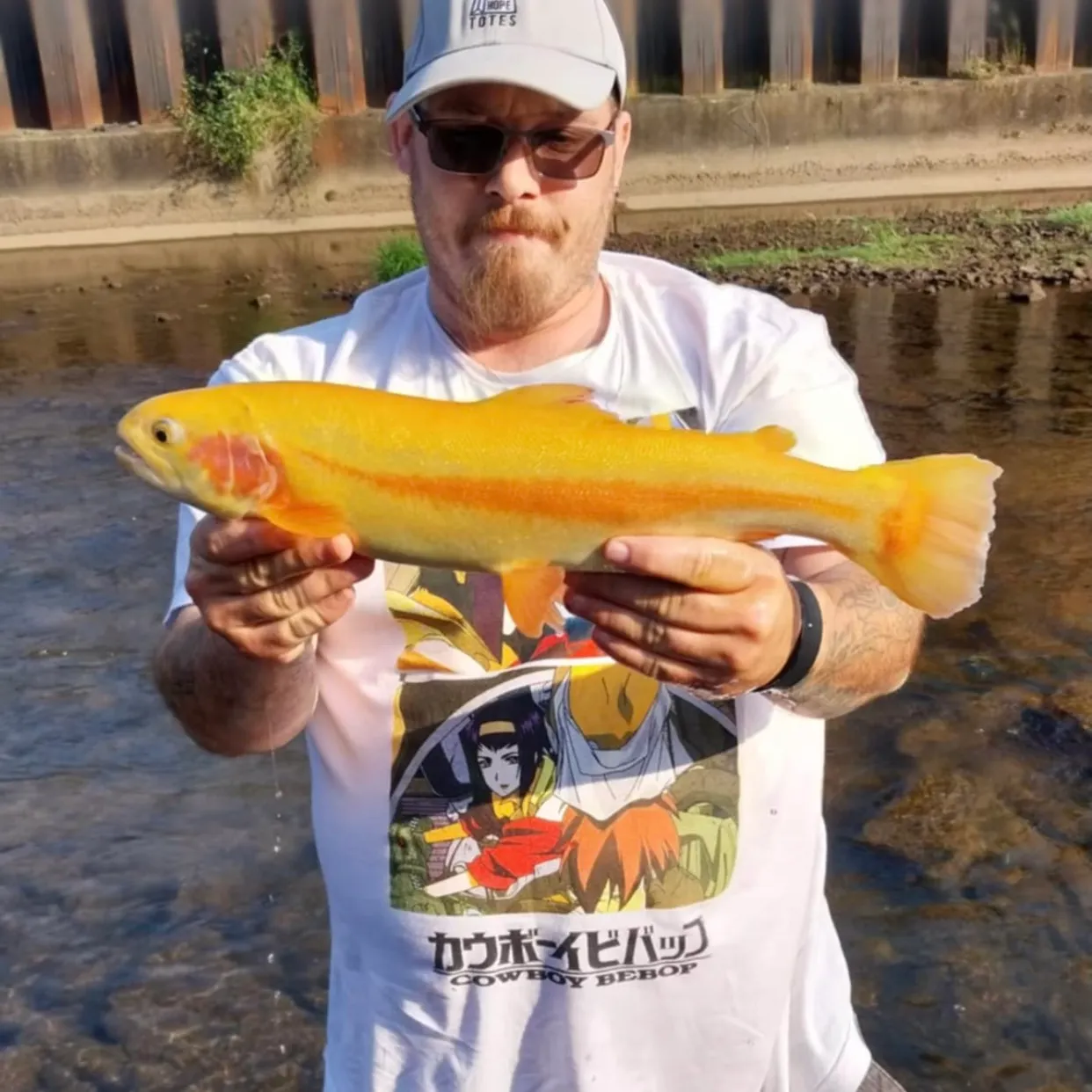 The most recent Golden rainbow trout catches on Fishbrain