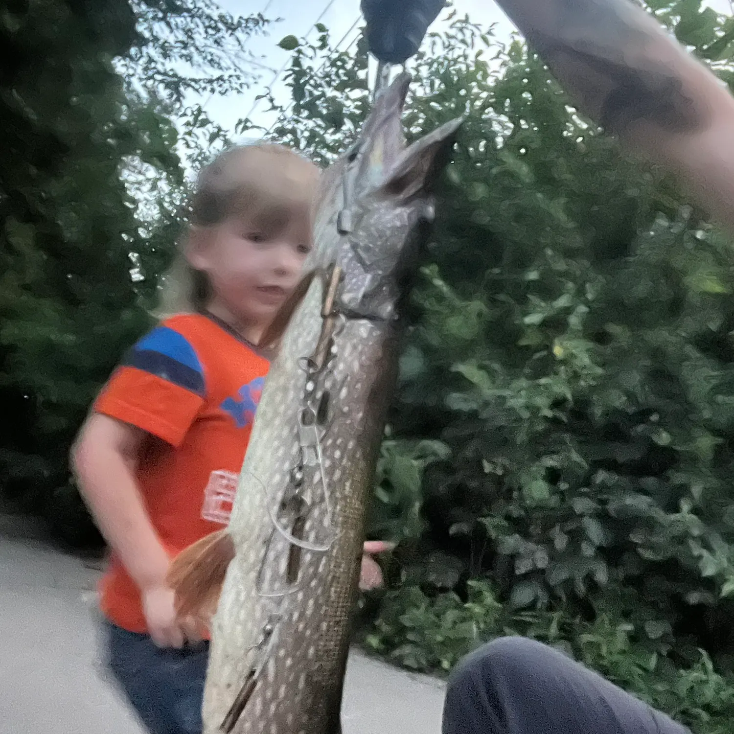Northern pike caught on Fishbrain