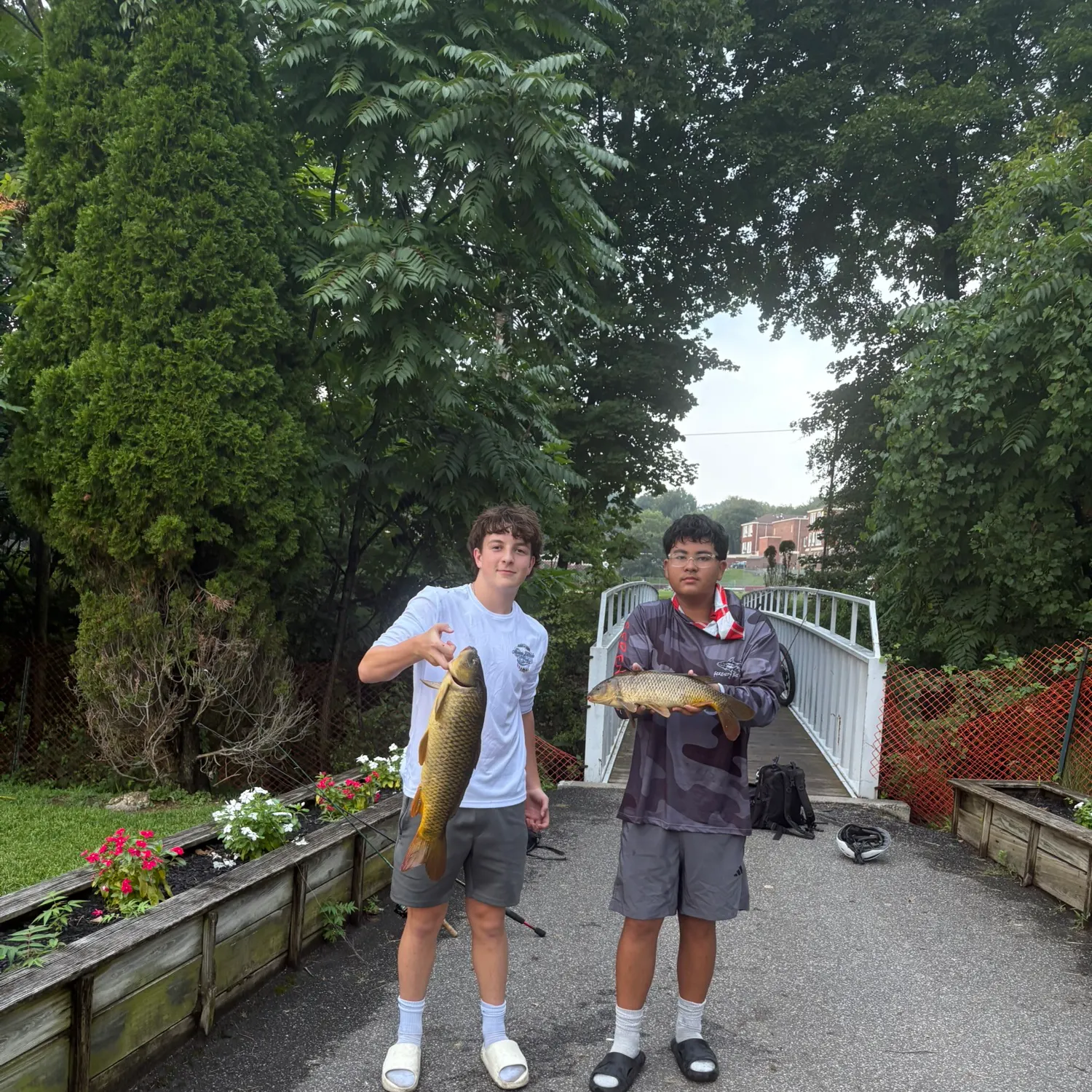 Common carp caught on Fishbrain