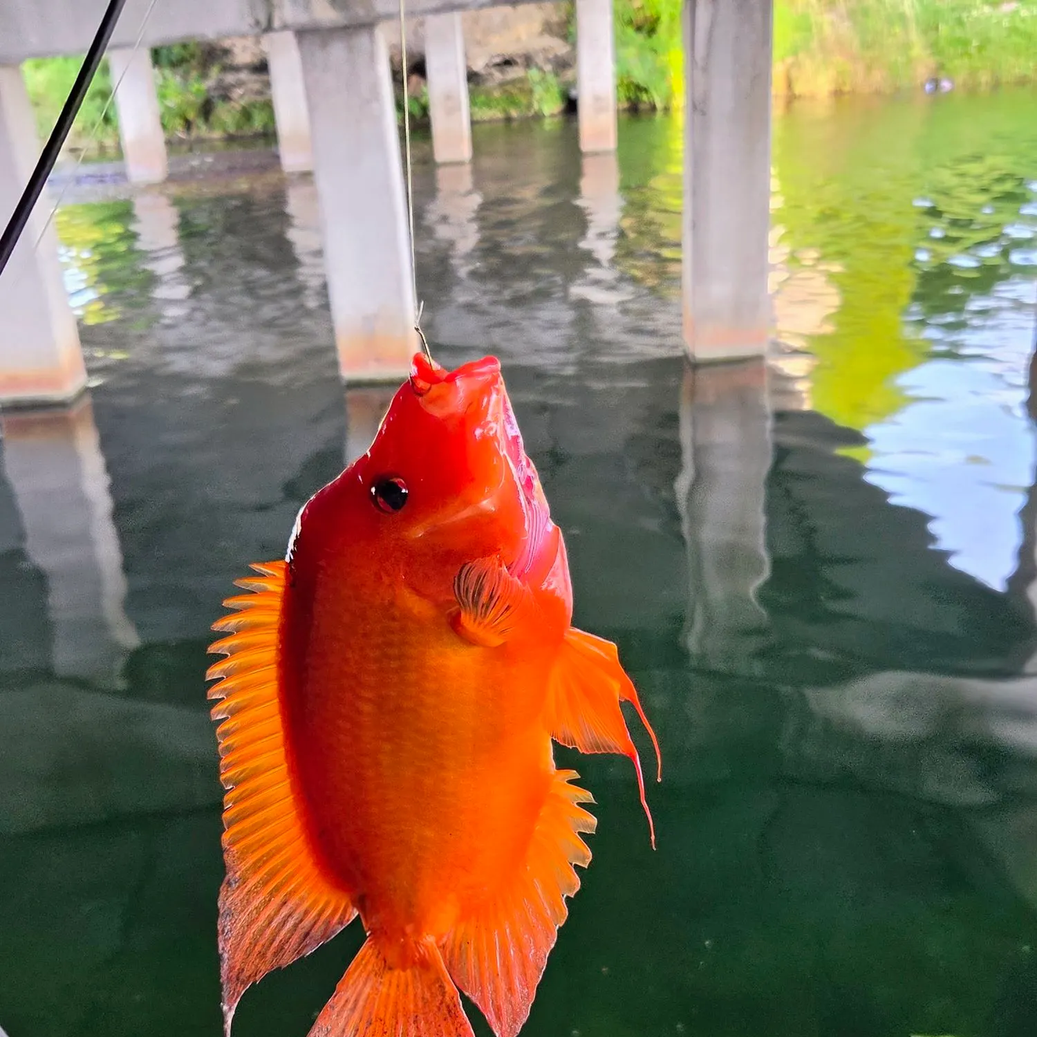 Midas cichlid caught on Fishbrain