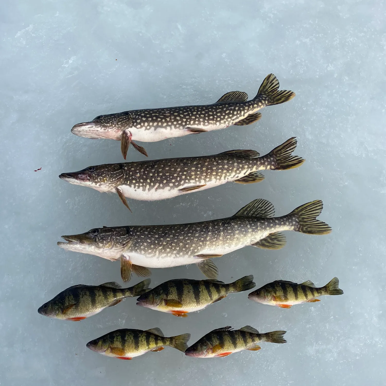 recently logged catches