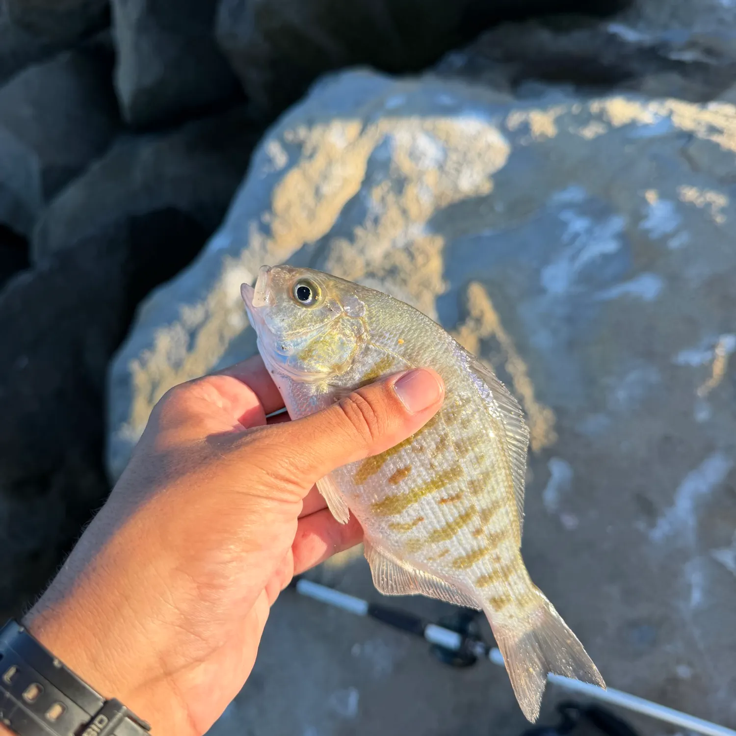 Barred surfperch caught on Fishbrain