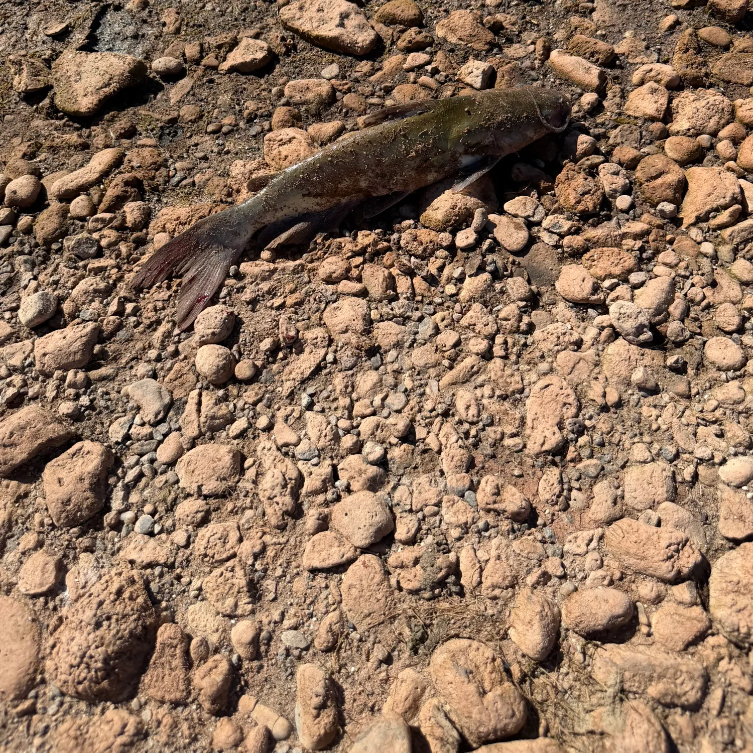 Channel catfish caught on Fishbrain