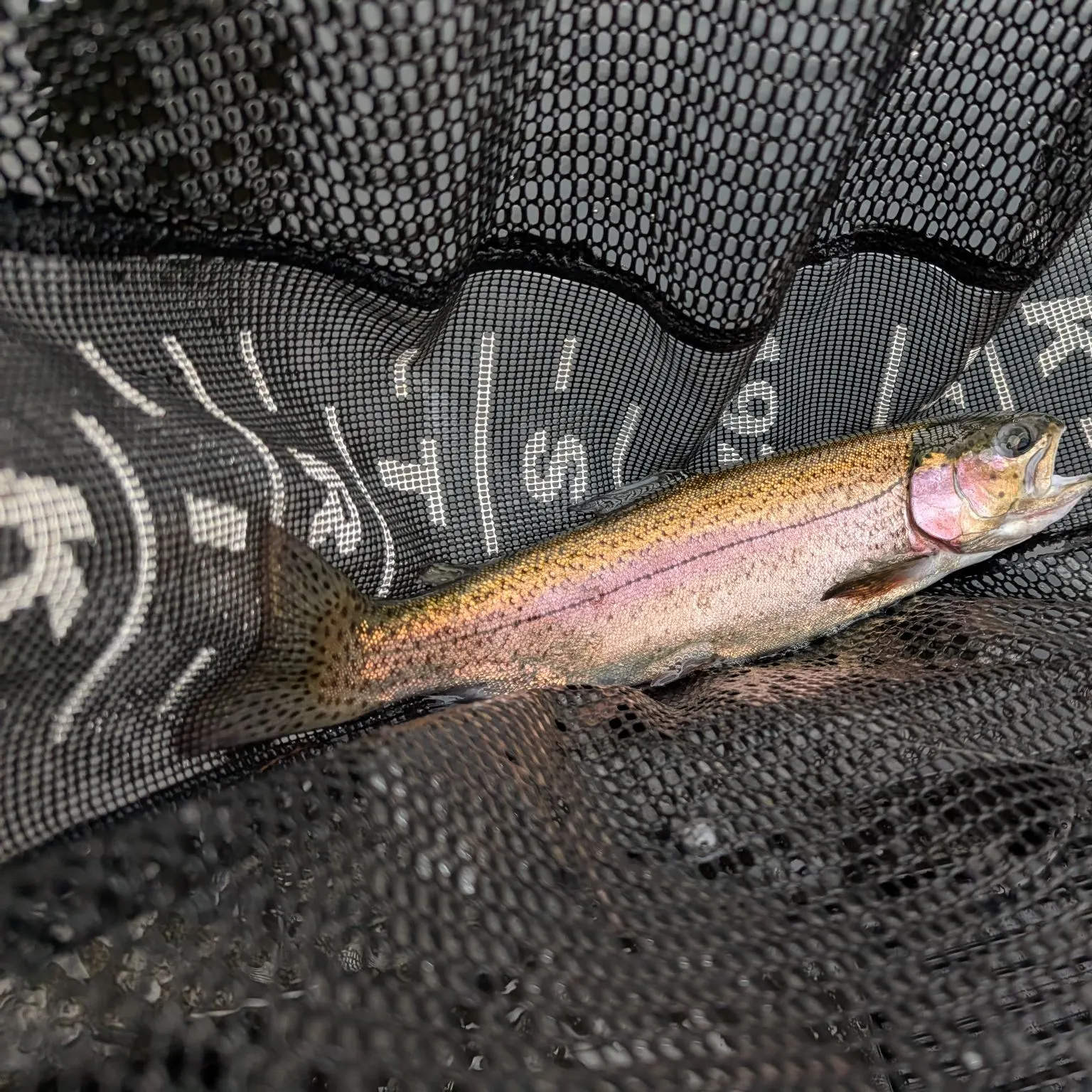 Rainbow trout caught on Fishbrain