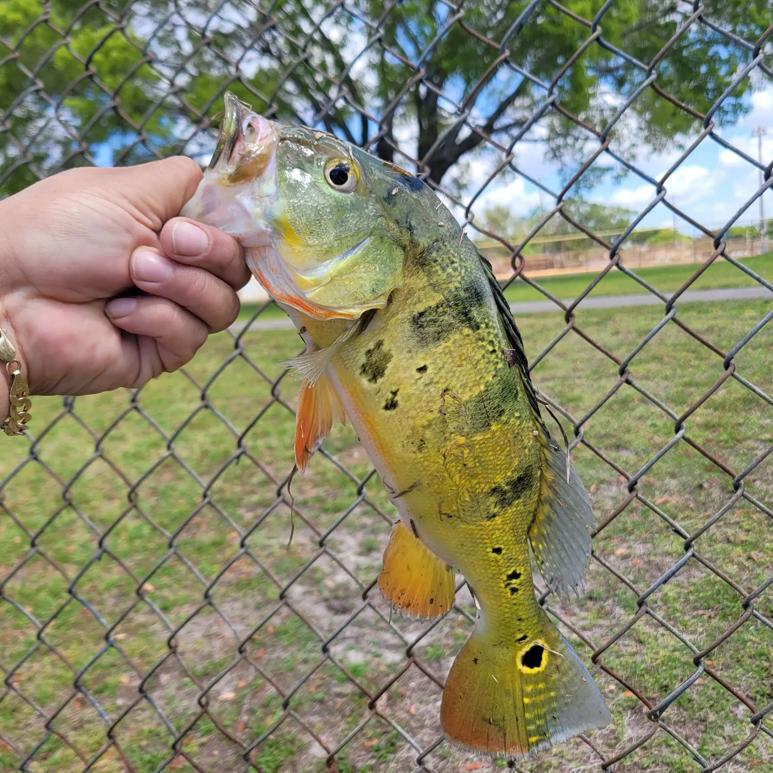 catch