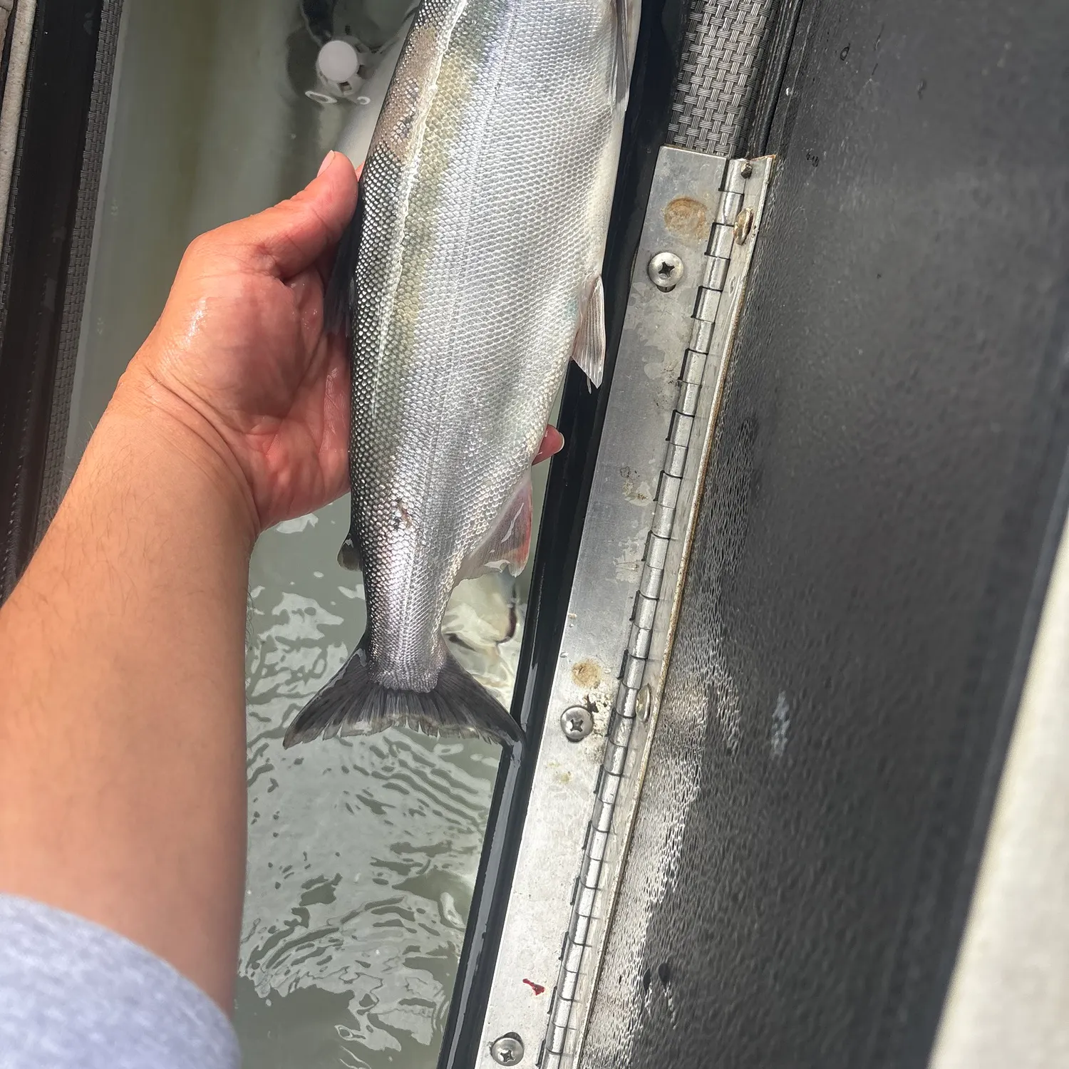 The most recent Kokanee salmon catches on Fishbrain