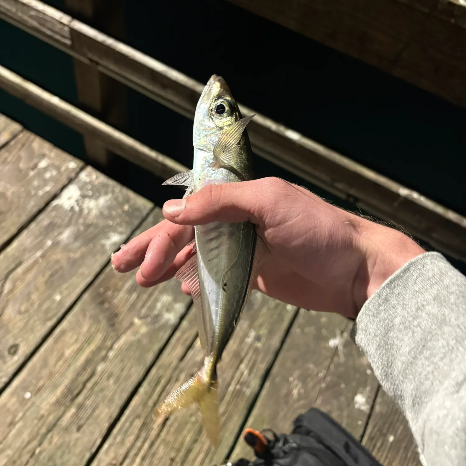 The most recent Pacific jack mackerel catches on Fishbrain