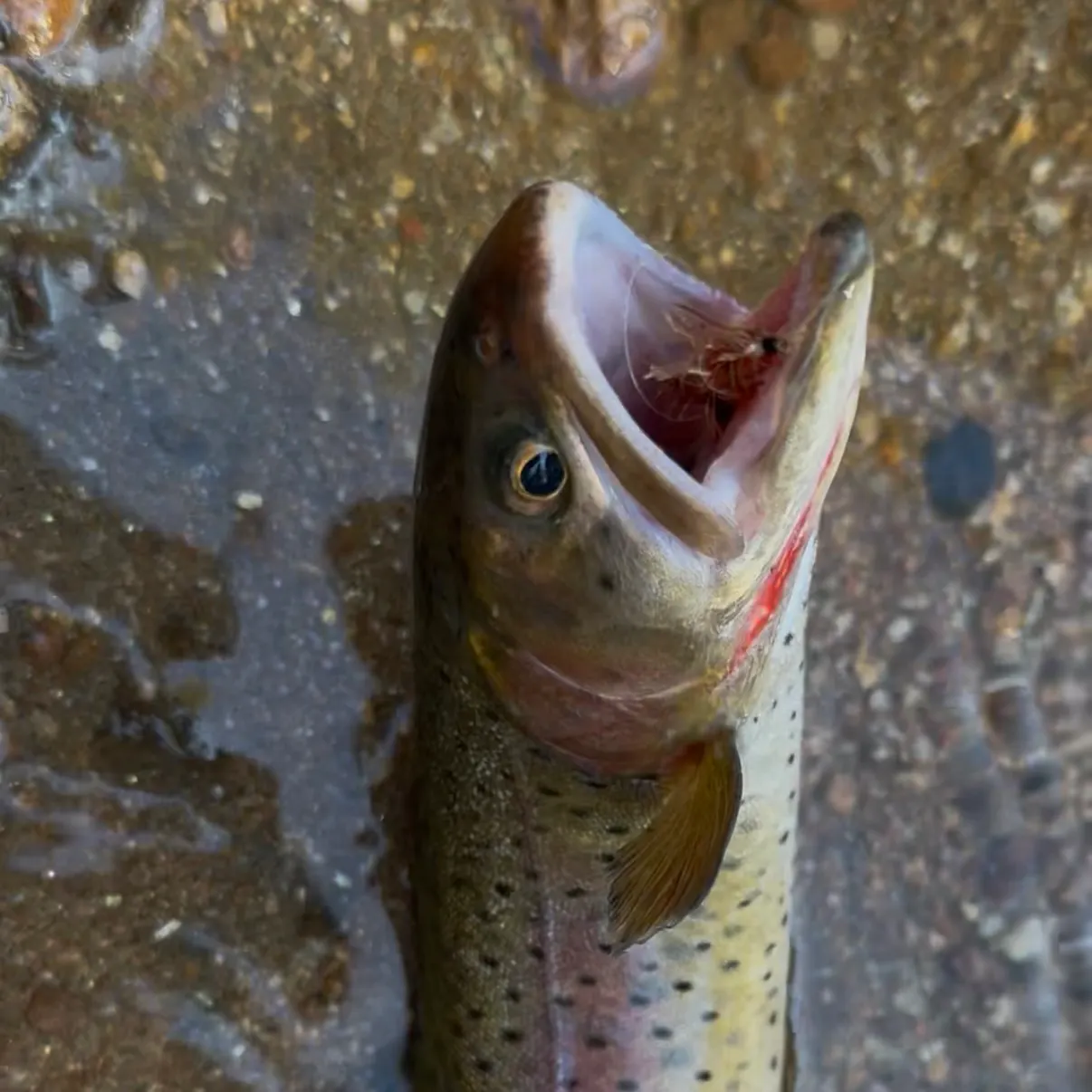 The most recent Lahontan cutthroat trout catches on Fishbrain