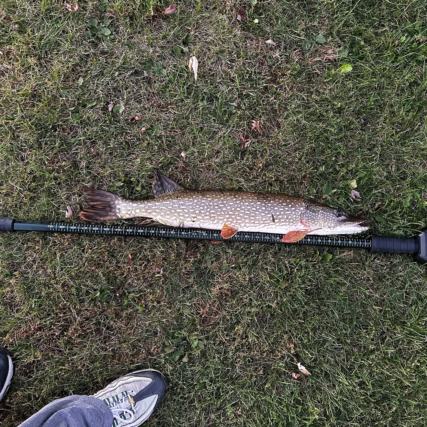 Northern pike caught on Fishbrain