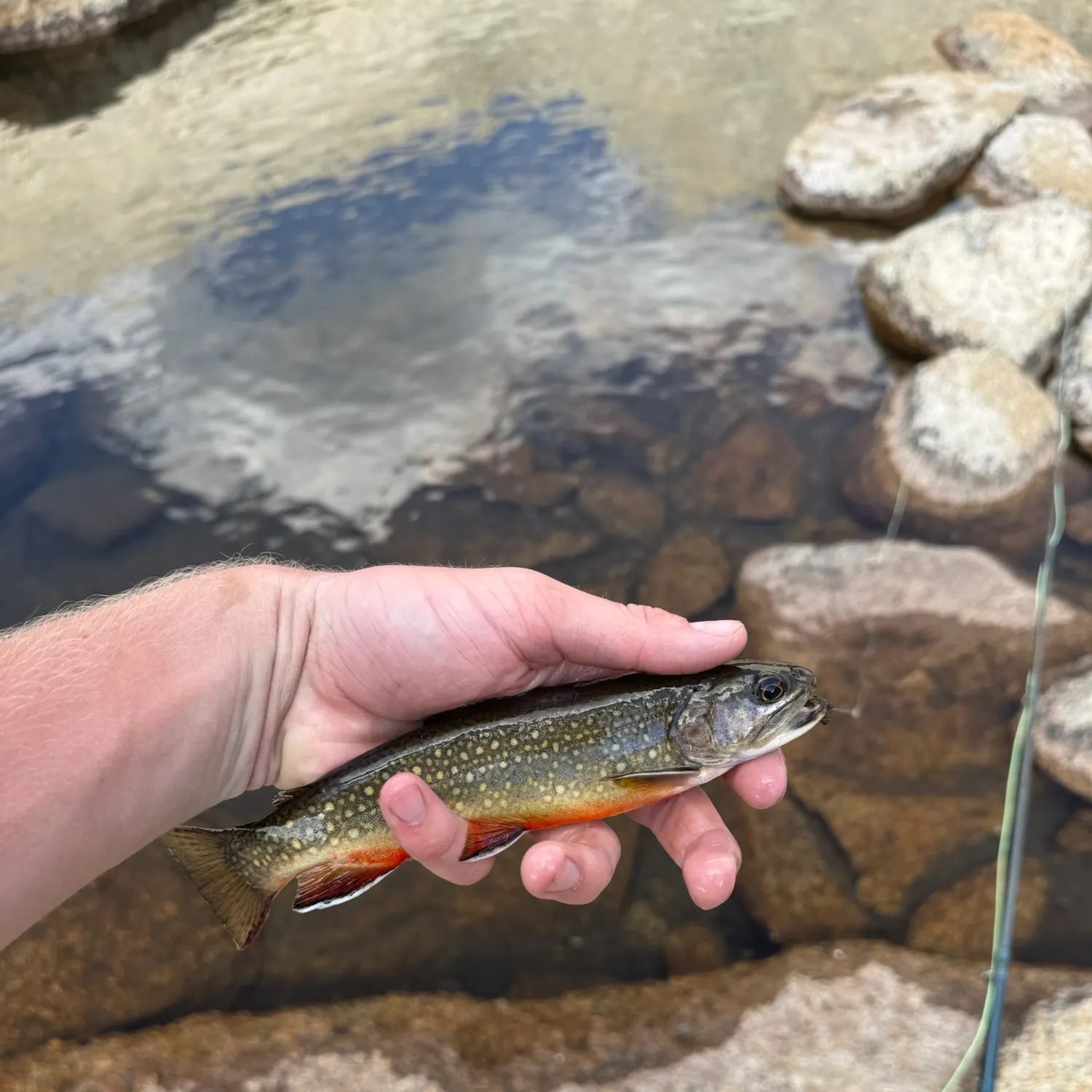 Brook trout caught on Fishbrain