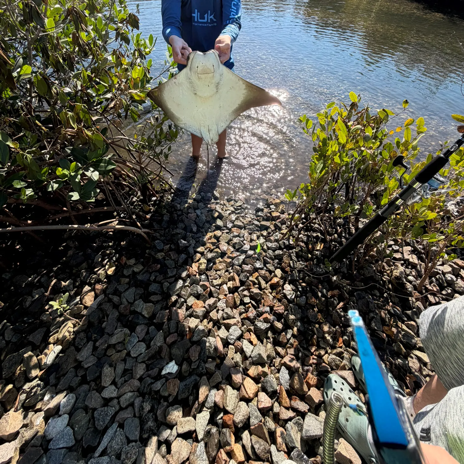 The most recent Cownose Ray catches on Fishbrain