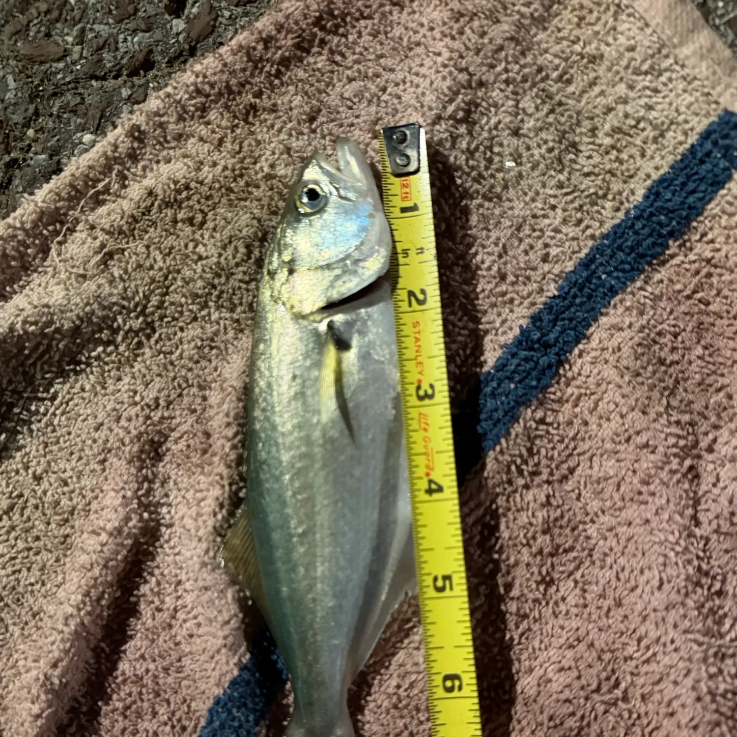 Bluefish caught on Fishbrain