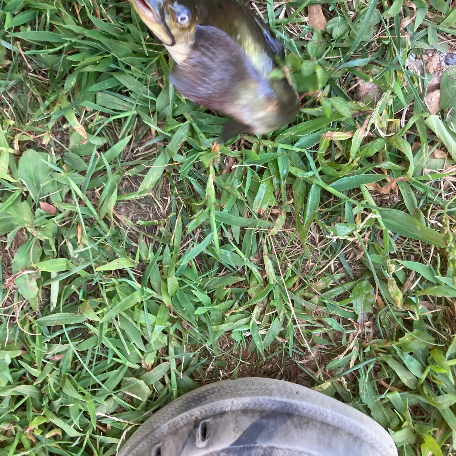 Brown bullhead caught on Fishbrain