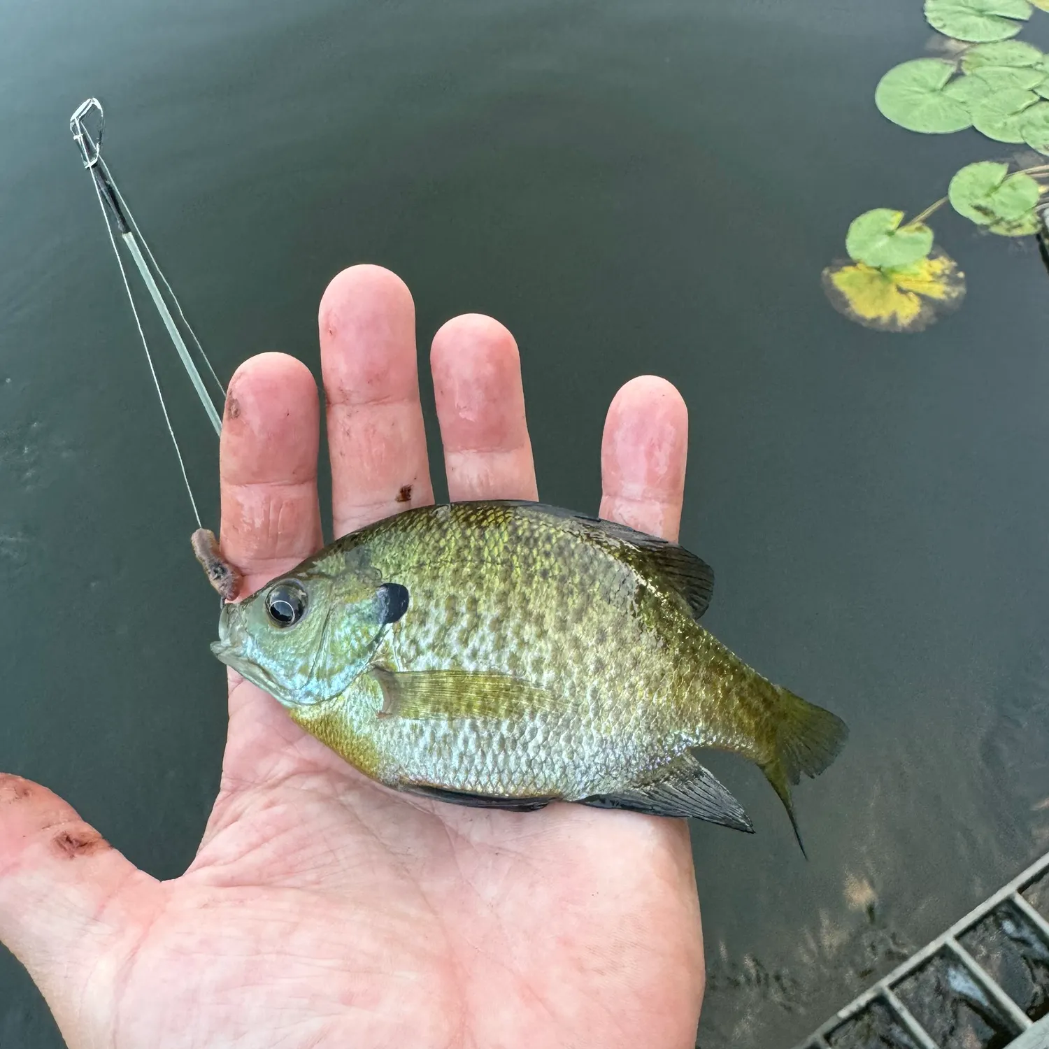 Bluegill caught on Fishbrain