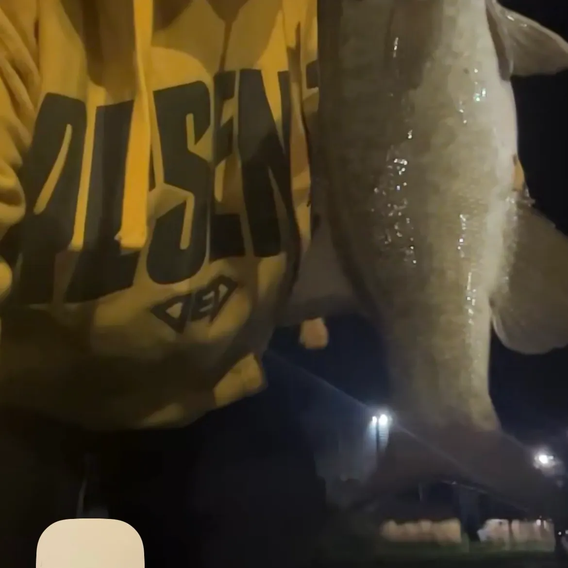 Smallmouth bass caught on Fishbrain