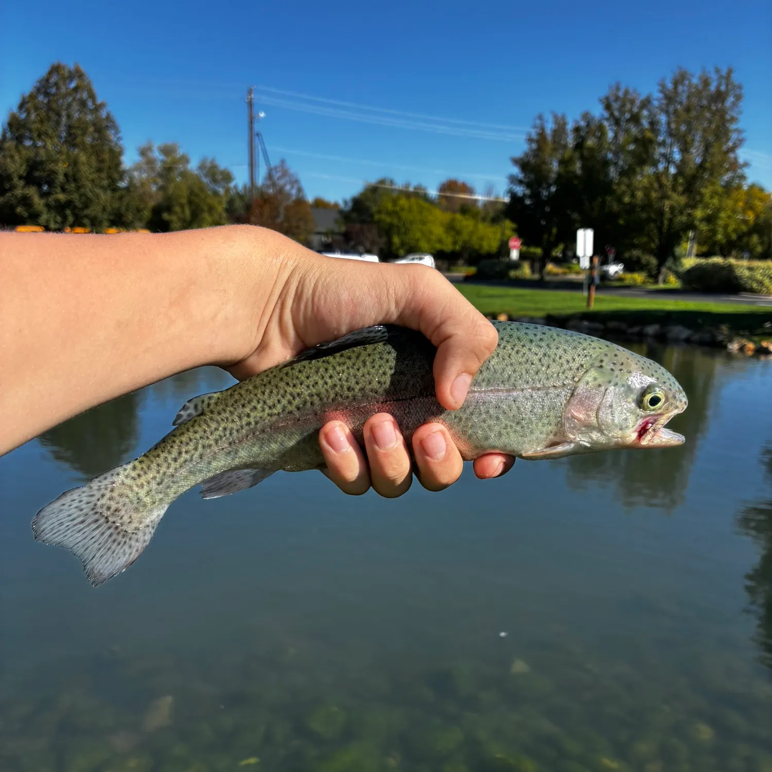 Rainbow trout caught on Fishbrain